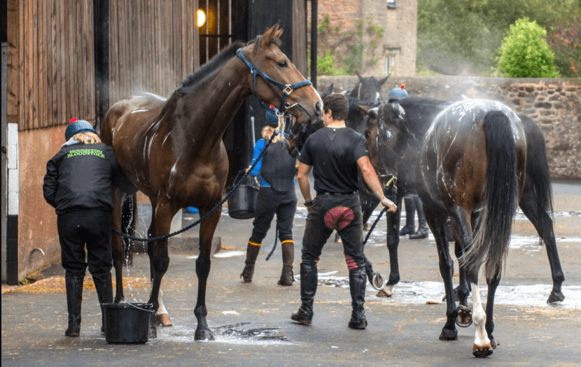The Role of Stable Workers in Horse Racing
